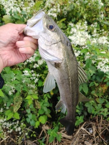 フッコ（マルスズキ）の釣果