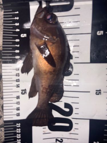 メバルの釣果
