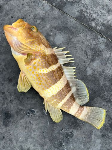 アオハタの釣果