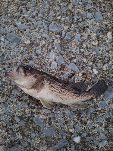 釣果