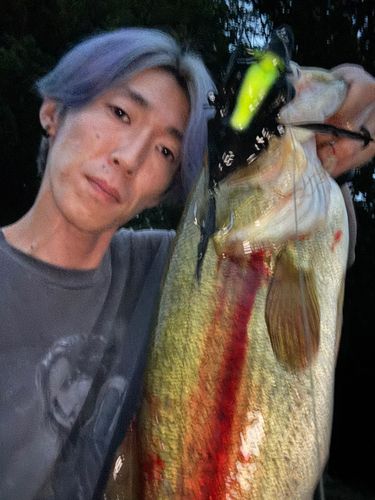 ブラックバスの釣果