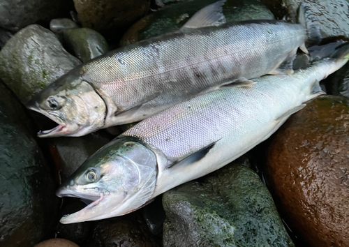 アキアジの釣果