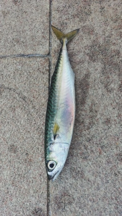 マサバの釣果