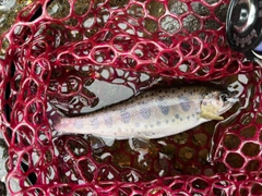 ヤマメの釣果