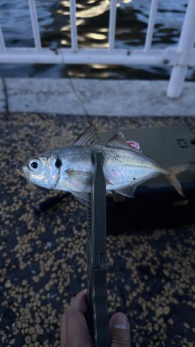マアジの釣果