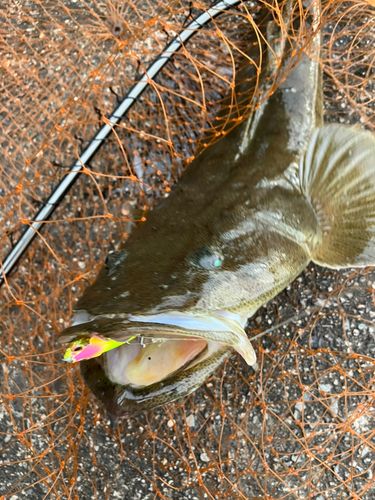 マゴチの釣果