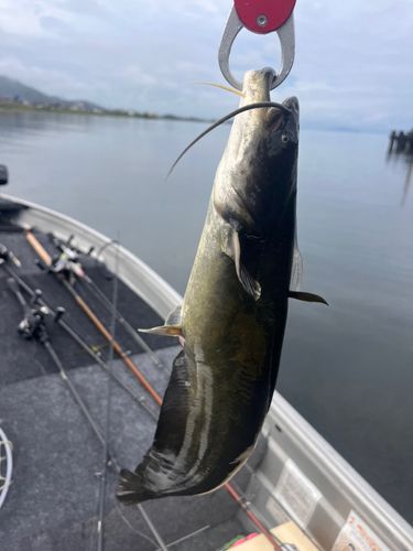 ナマズの釣果
