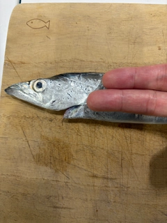 タコの釣果