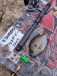 ブルーギルの釣果