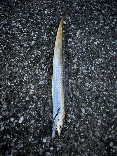 タチウオの釣果