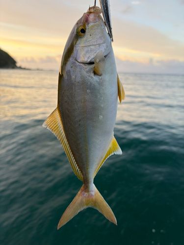 シオの釣果