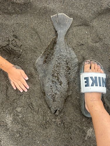 ヒラメの釣果