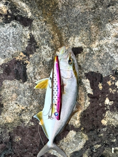 ショゴの釣果