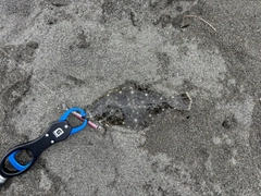 ソゲの釣果