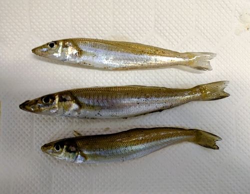 キスの釣果