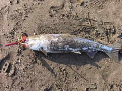 アキアジの釣果