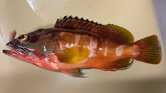 アカハタの釣果