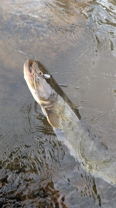 ナマズの釣果