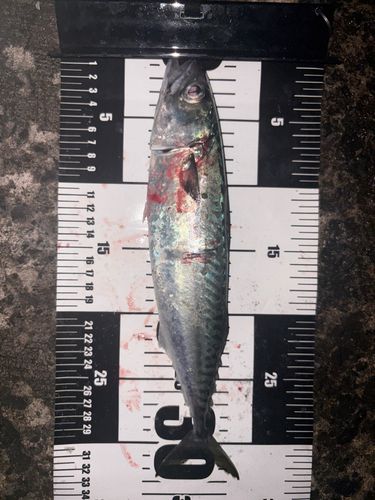 サバの釣果