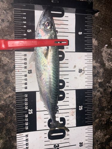 サバの釣果