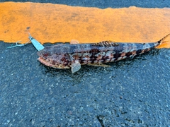 アカエソの釣果