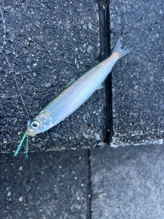 ウルメイワシの釣果
