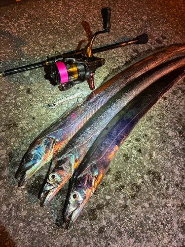 タチウオの釣果