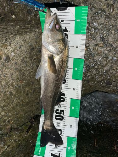 マルスズキの釣果