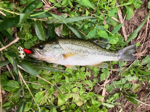 ラージマウスバスの釣果