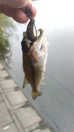ラージマウスバスの釣果