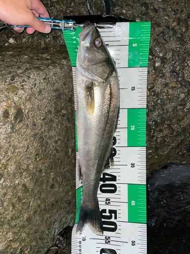マルスズキの釣果