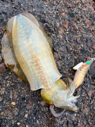 アオリイカの釣果