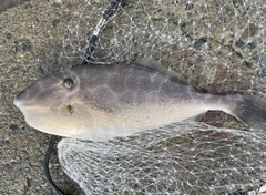 ウスバハギの釣果