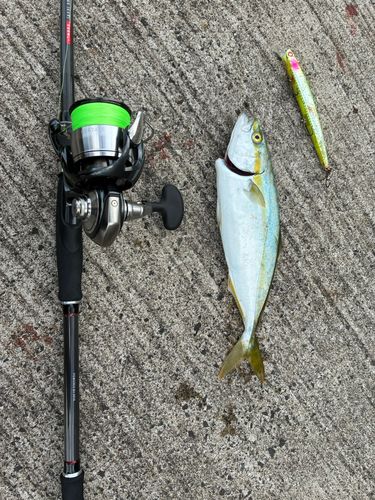 イナダの釣果
