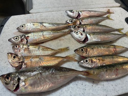 アジの釣果
