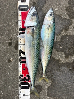 サバの釣果