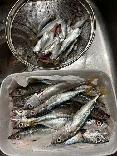 サバの釣果