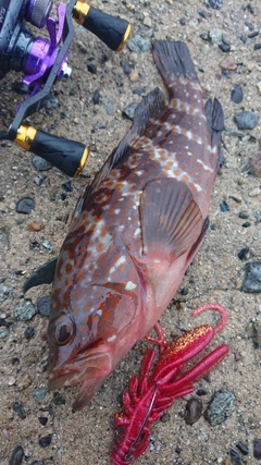 キジハタの釣果