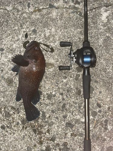 マゾイの釣果