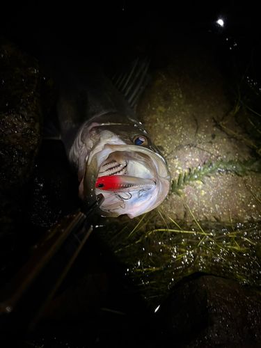 スズキの釣果