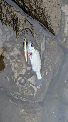ヒラスズキの釣果