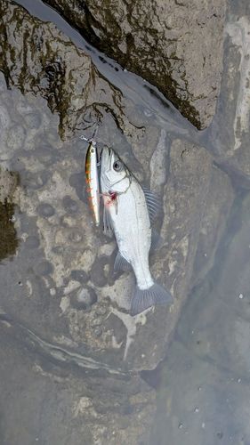 ヒラスズキの釣果
