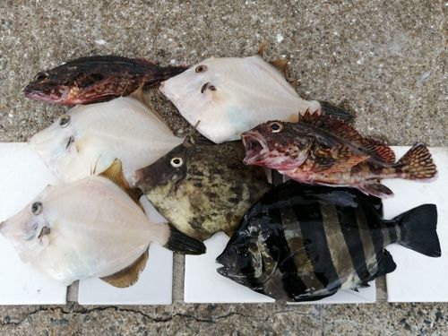カワハギの釣果