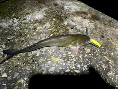 アメリカナマズの釣果