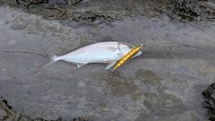 カンパチの釣果