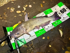アメリカナマズの釣果