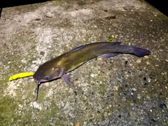 アメリカナマズの釣果