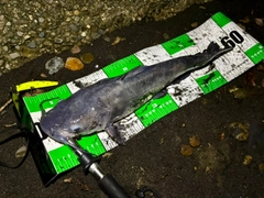 アメリカナマズの釣果