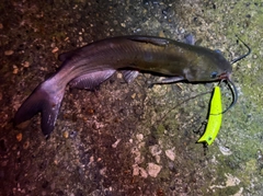 アメリカナマズの釣果