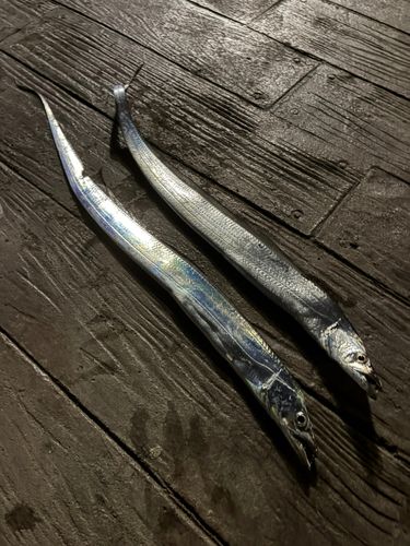タチウオの釣果
